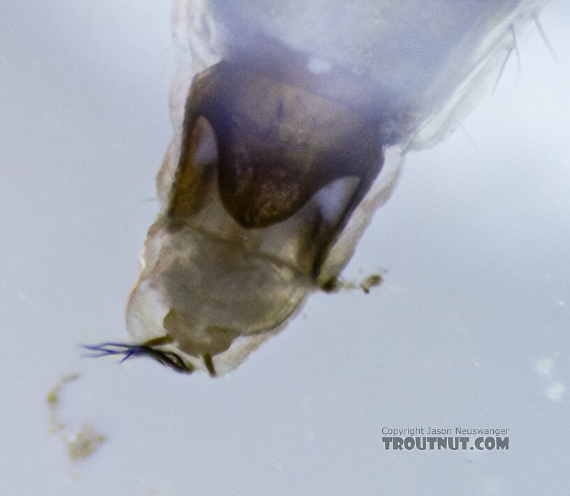 Helicopsyche borealis (Speckled Peter) Caddisfly Pupa from the Yakima River in Washington