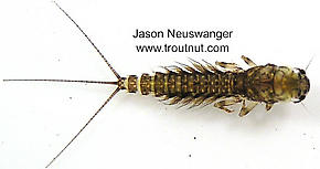 Leptophlebia (Black Quills and Blue Quills) Mayfly Nymph