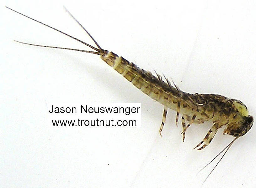 Leptophlebia (Black Quills and Blue Quills) Mayfly Nymph from the Bois Brule River in Wisconsin