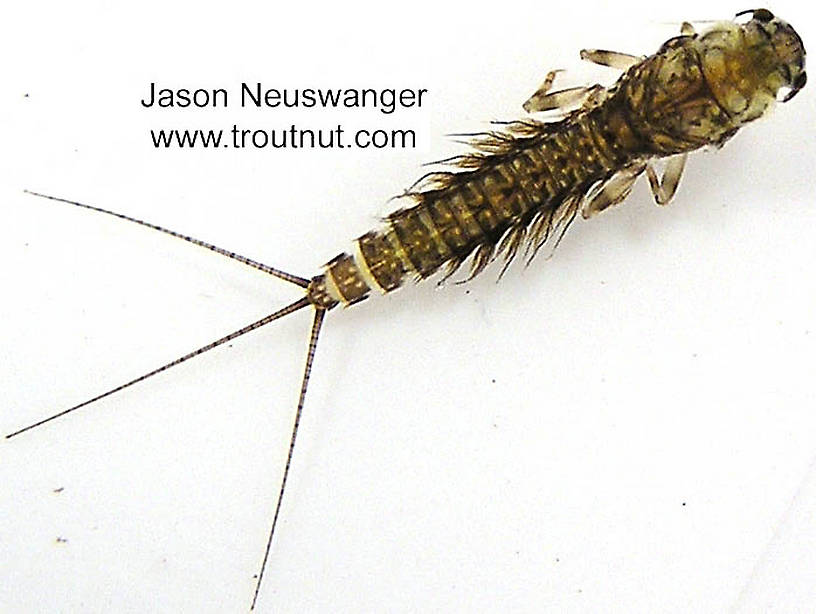 Leptophlebia (Black Quills and Blue Quills) Mayfly Nymph from the Bois Brule River in Wisconsin