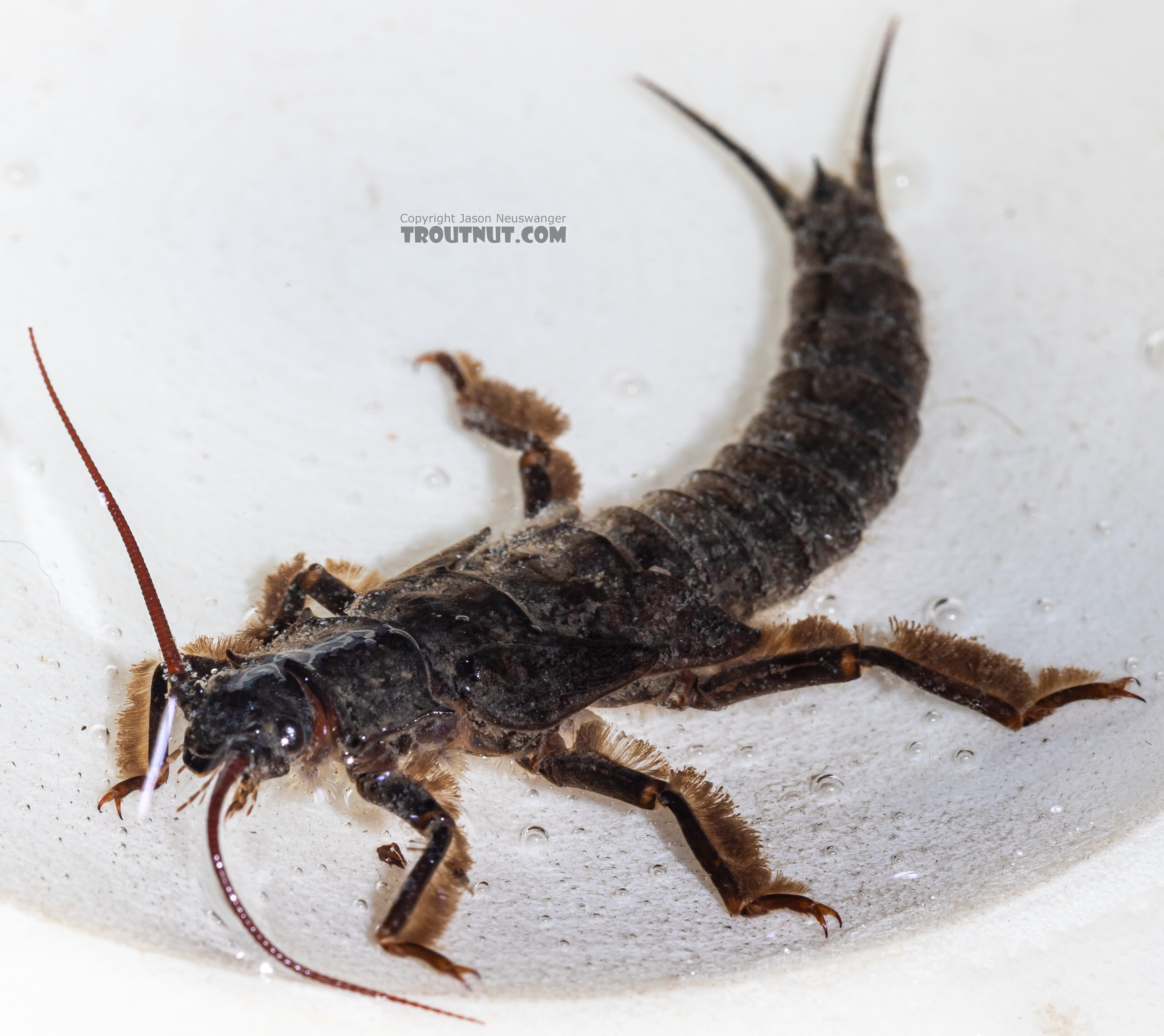 Pteronarcys californica (Giant Salmonfly) Stonefly Nymph from the Yakima River in Washington