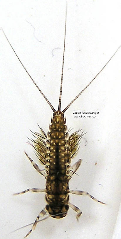 Leptophlebia cupida (Borcher Drake) Mayfly Nymph from the Bois Brule River in Wisconsin