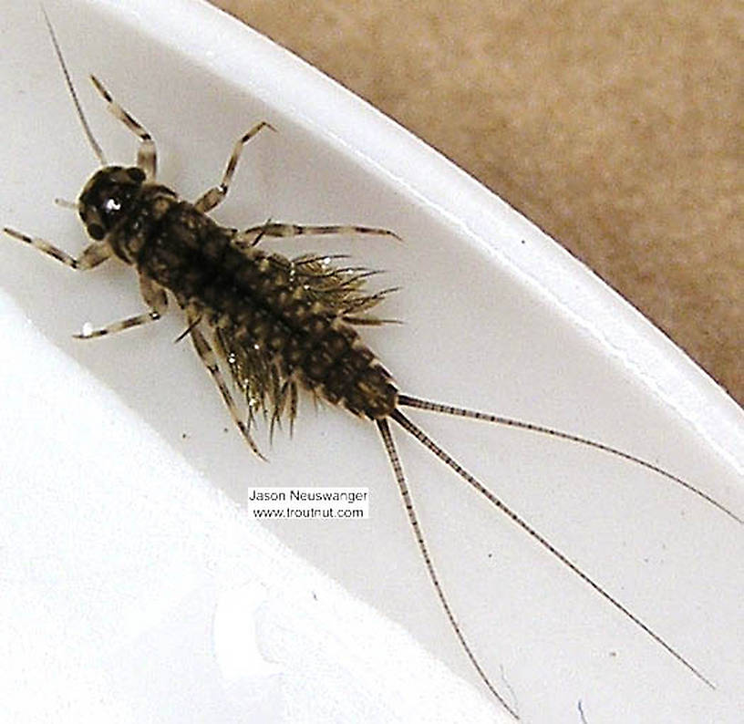 Leptophlebia cupida (Borcher Drake) Mayfly Nymph from the Bois Brule River in Wisconsin