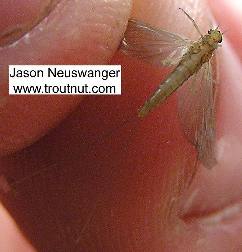 Female Baetidae (Blue-Winged Olives) Mayfly Dun from unknown in Wisconsin