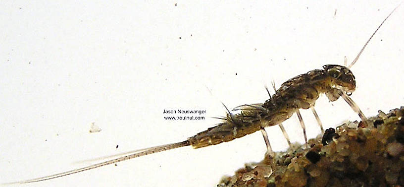 Leptophlebia cupida (Borcher Drake) Mayfly Nymph from the Bois Brule River in Wisconsin