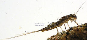 Leptophlebia cupida (Borcher Drake) Mayfly Nymph