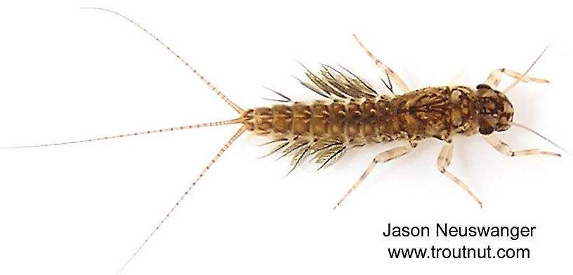 Leptophlebia cupida (Borcher Drake) Mayfly Nymph from the West Fork of the Chippewa River, Headwaters in Wisconsin