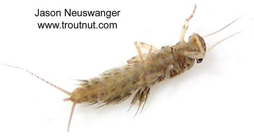 Leptophlebia cupida (Borcher Drake) Mayfly Nymph from the West Fork of the Chippewa River, Headwaters in Wisconsin