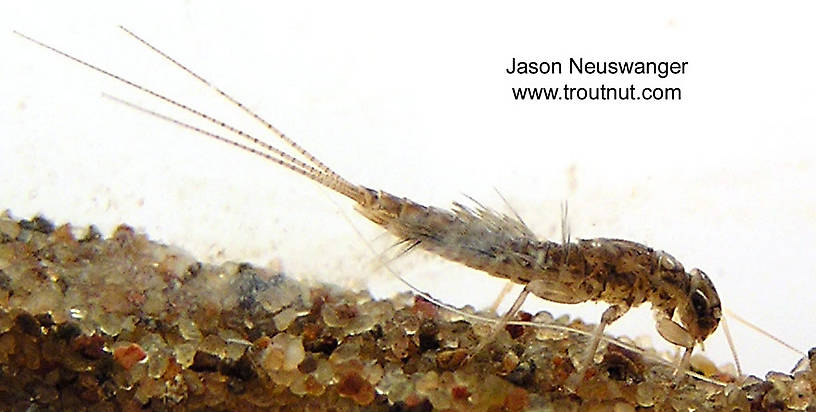 Leptophlebia cupida (Borcher Drake) Mayfly Nymph from the West Fork of the Chippewa River, Headwaters in Wisconsin