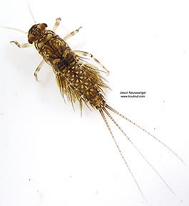 Leptophlebia cupida (Borcher Drake) Mayfly Nymph