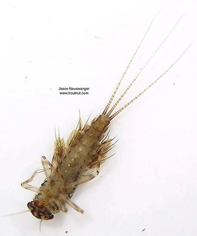 Leptophlebia cupida (Borcher Drake) Mayfly Nymph from the West Fork of the Chippewa River, Headwaters in Wisconsin