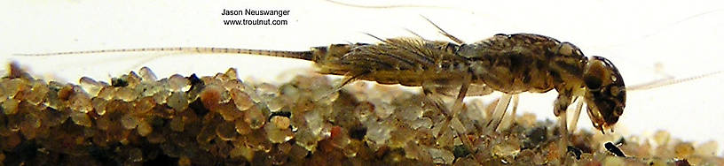 Leptophlebia cupida (Borcher Drake) Mayfly Nymph from the West Fork of the Chippewa River, Headwaters in Wisconsin