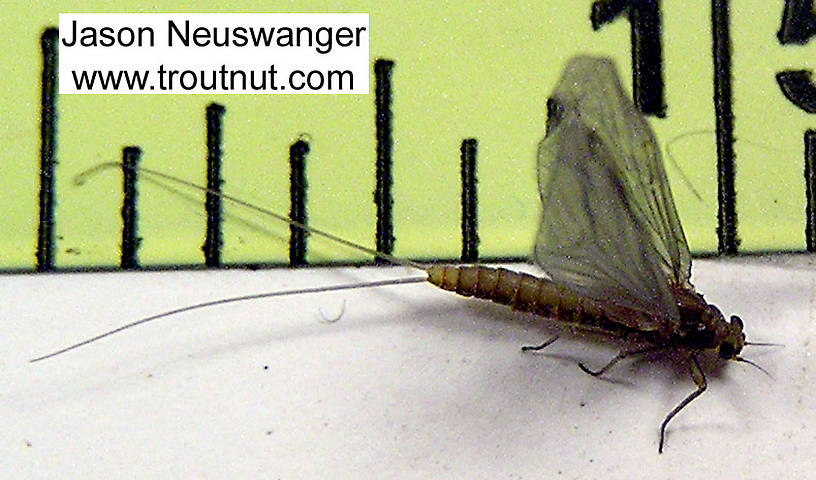 Female Baetidae (Blue-Winged Olives) Mayfly Dun from unknown in Wisconsin