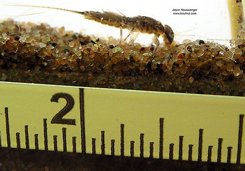 Leptophlebia cupida (Borcher Drake) Mayfly Nymph from the West Fork of the Chippewa River, Headwaters in Wisconsin