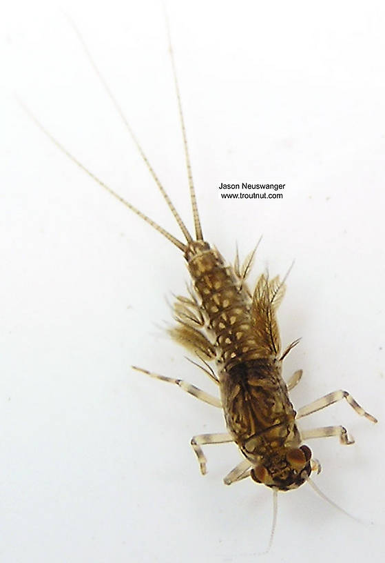 Leptophlebia cupida (Borcher Drake) Mayfly Nymph from the West Fork of the Chippewa River, Headwaters in Wisconsin