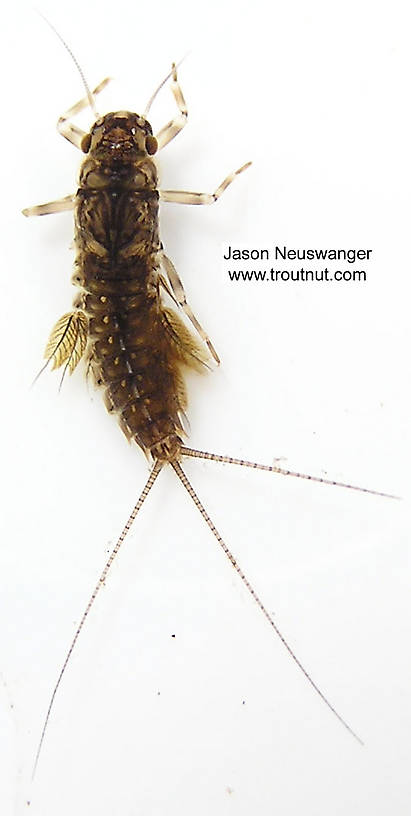 Leptophlebia cupida (Borcher Drake) Mayfly Nymph from the West Fork of the Chippewa River, Headwaters in Wisconsin