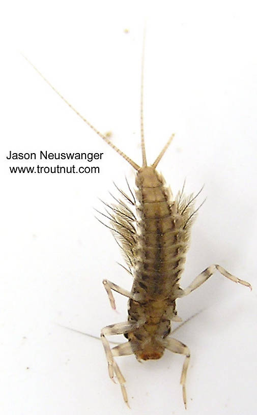 Leptophlebia cupida (Borcher Drake) Mayfly Nymph from the West Fork of the Chippewa River, Headwaters in Wisconsin