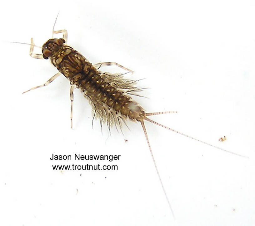 Leptophlebia cupida (Borcher Drake) Mayfly Nymph from the West Fork of the Chippewa River, Headwaters in Wisconsin