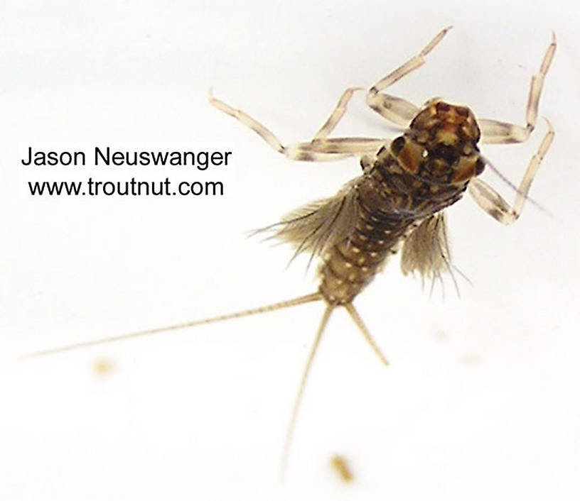 Leptophlebia cupida (Borcher Drake) Mayfly Nymph from the West Fork of the Chippewa River, Headwaters in Wisconsin