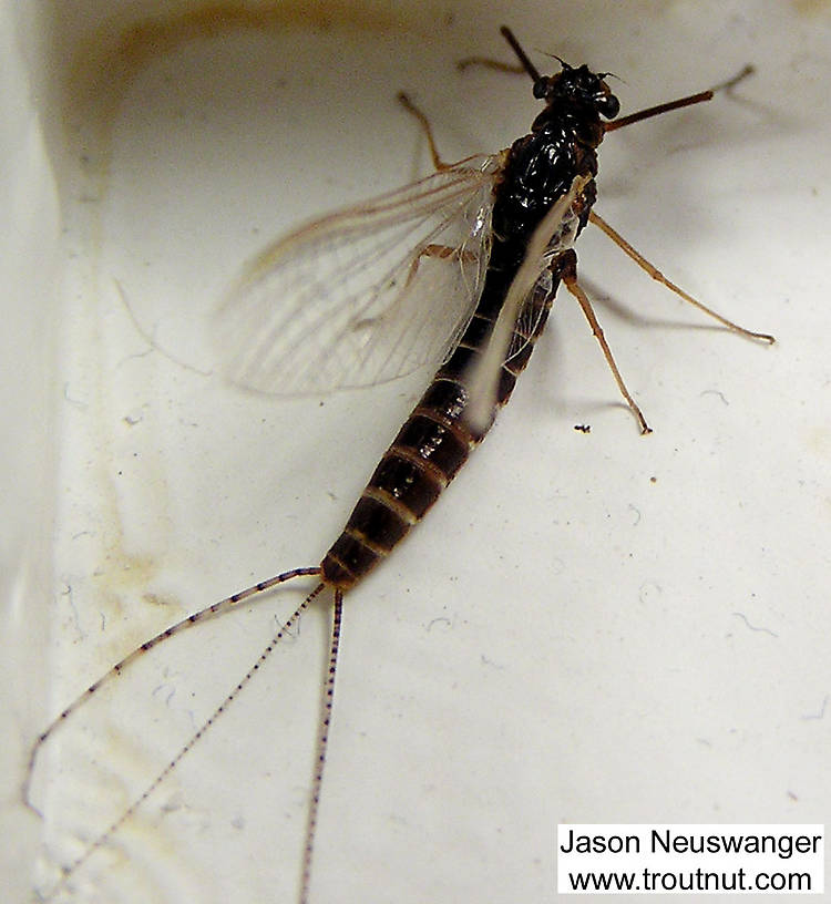 Female Leptophlebia cupida (Borcher Drake) Mayfly Spinner from unknown in Wisconsin