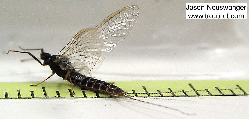 Female Leptophlebia cupida (Borcher Drake) Mayfly Spinner from unknown in Wisconsin