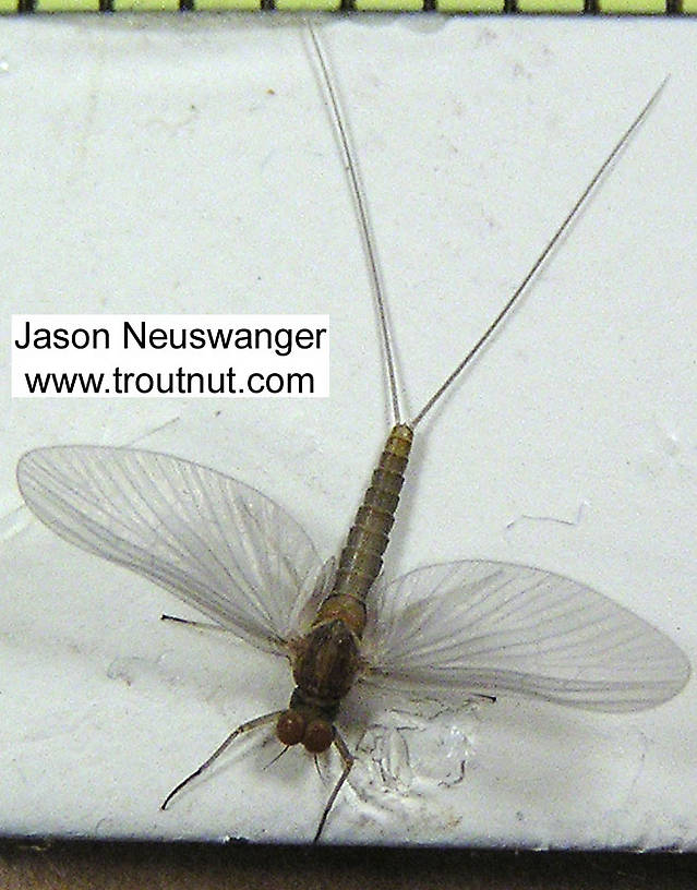 Here you can easily see the very small hind wings that are useful in identifying Baetid mayflies.  Male Baetidae (Blue-Winged Olives) Mayfly Dun from unknown in Wisconsin