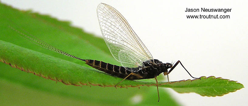 Female Leptophlebia cupida (Borcher Drake) Mayfly Spinner from unknown in Wisconsin