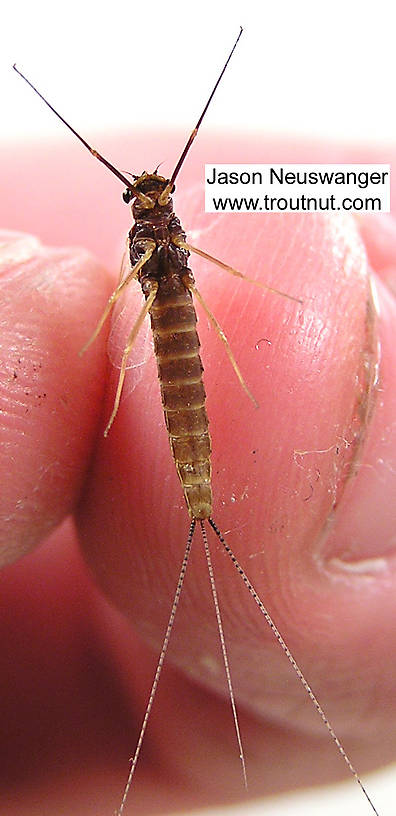 Female Leptophlebia cupida (Borcher Drake) Mayfly Spinner from unknown in Wisconsin