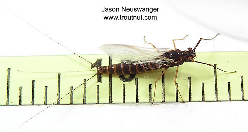 Female Leptophlebia cupida (Borcher Drake) Mayfly Spinner from unknown in Wisconsin