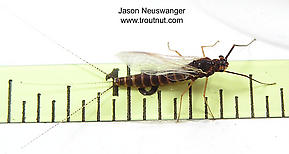 Female Leptophlebia cupida (Borcher Drake) Mayfly Spinner