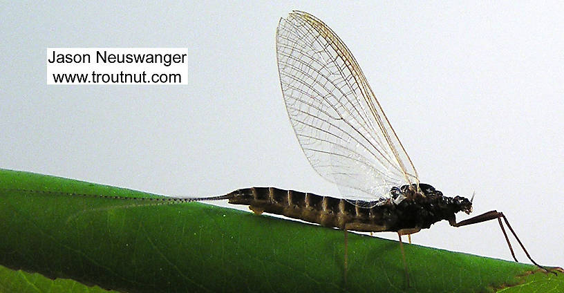 Female Leptophlebia cupida (Borcher Drake) Mayfly Spinner from unknown in Wisconsin