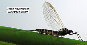 Female Leptophlebia cupida (Borcher Drake) Mayfly Spinner