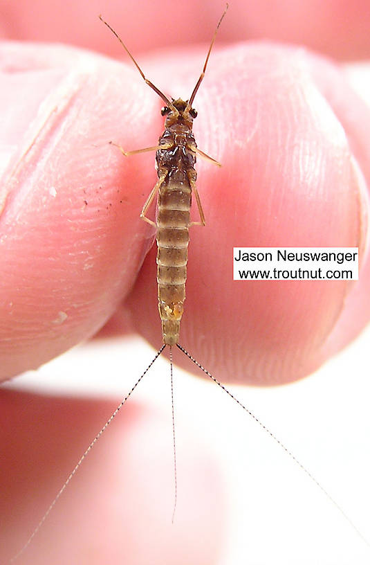 Female Leptophlebia cupida (Borcher Drake) Mayfly Spinner from unknown in Wisconsin