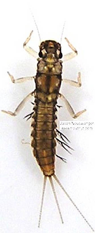 Paraleptophlebia (Blue Quills and Mahogany Duns) Mayfly Nymph from unknown in Wisconsin