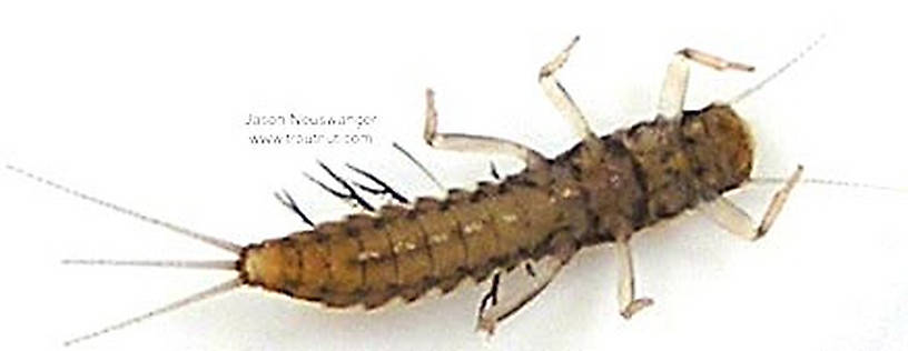 Paraleptophlebia (Blue Quills and Mahogany Duns) Mayfly Nymph from unknown in Wisconsin