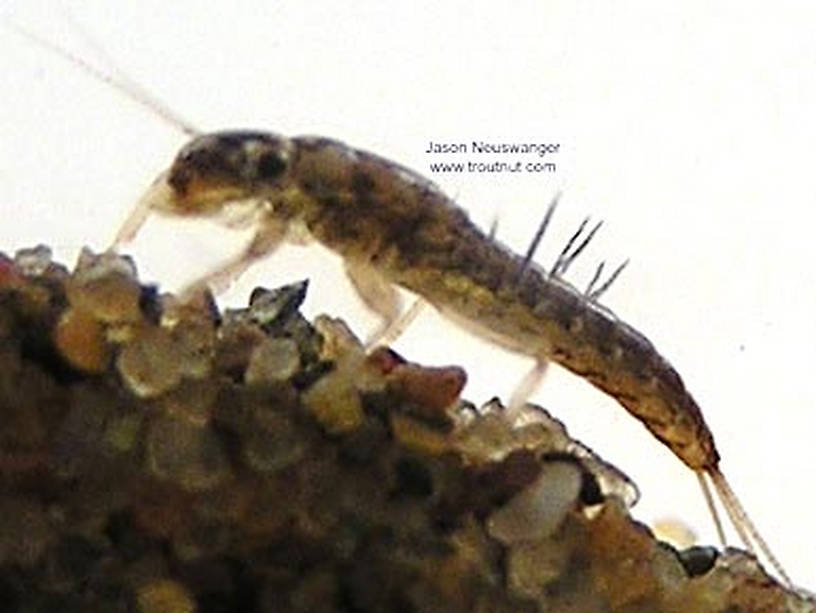 Paraleptophlebia (Blue Quills and Mahogany Duns) Mayfly Nymph from unknown in Wisconsin