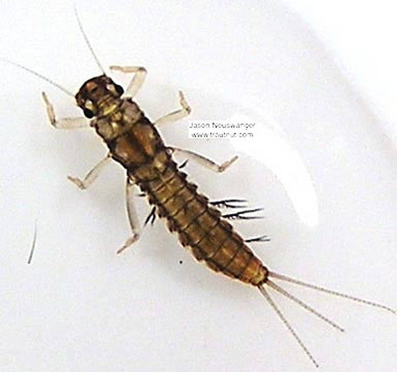 Paraleptophlebia (Blue Quills and Mahogany Duns) Mayfly Nymph from unknown in Wisconsin