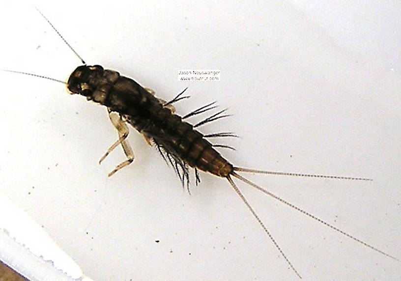 Paraleptophlebia (Blue Quills and Mahogany Duns) Mayfly Nymph from unknown in Wisconsin