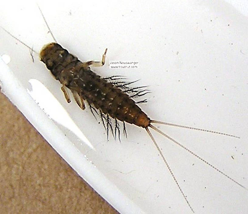 Paraleptophlebia (Blue Quills and Mahogany Duns) Mayfly Nymph from unknown in Wisconsin