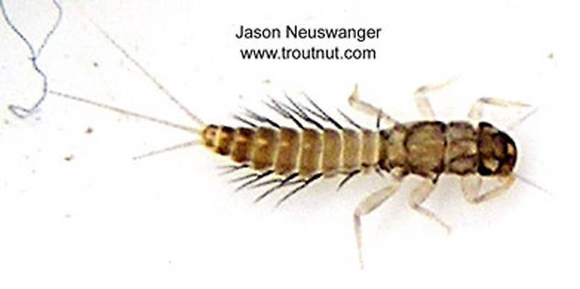 Paraleptophlebia (Blue Quills and Mahogany Duns) Mayfly Nymph from unknown in Wisconsin