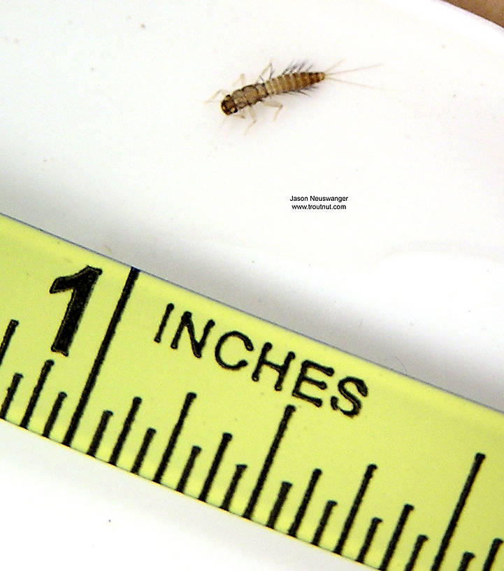 Paraleptophlebia (Blue Quills and Mahogany Duns) Mayfly Nymph from unknown in Wisconsin