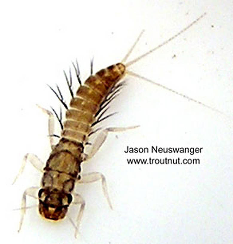 Paraleptophlebia (Blue Quills and Mahogany Duns) Mayfly Nymph from unknown in Wisconsin