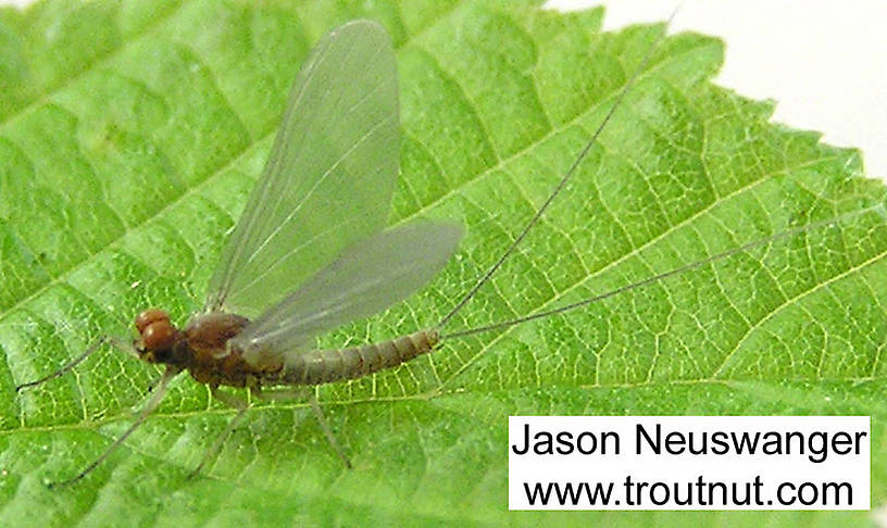 Male Baetidae (Blue-Winged Olives) Mayfly Dun from unknown in Wisconsin