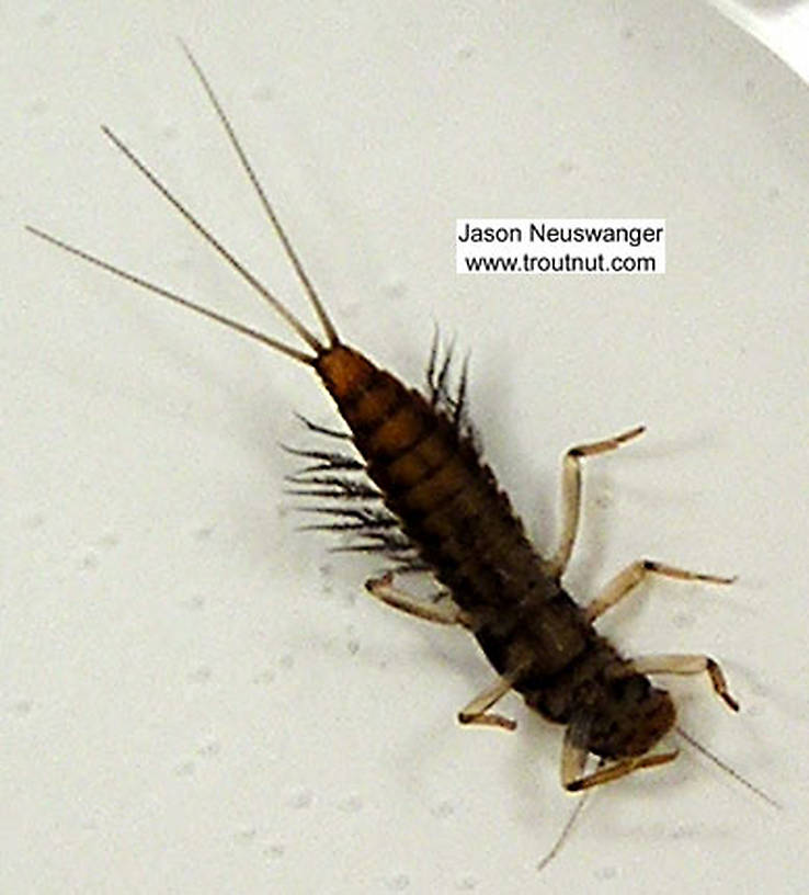 Paraleptophlebia (Blue Quills and Mahogany Duns) Mayfly Nymph from Big Brook in Wisconsin