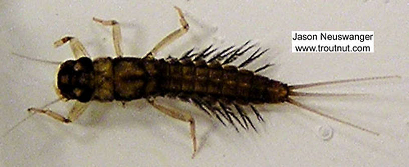 Paraleptophlebia (Blue Quills and Mahogany Duns) Mayfly Nymph from Big Brook in Wisconsin