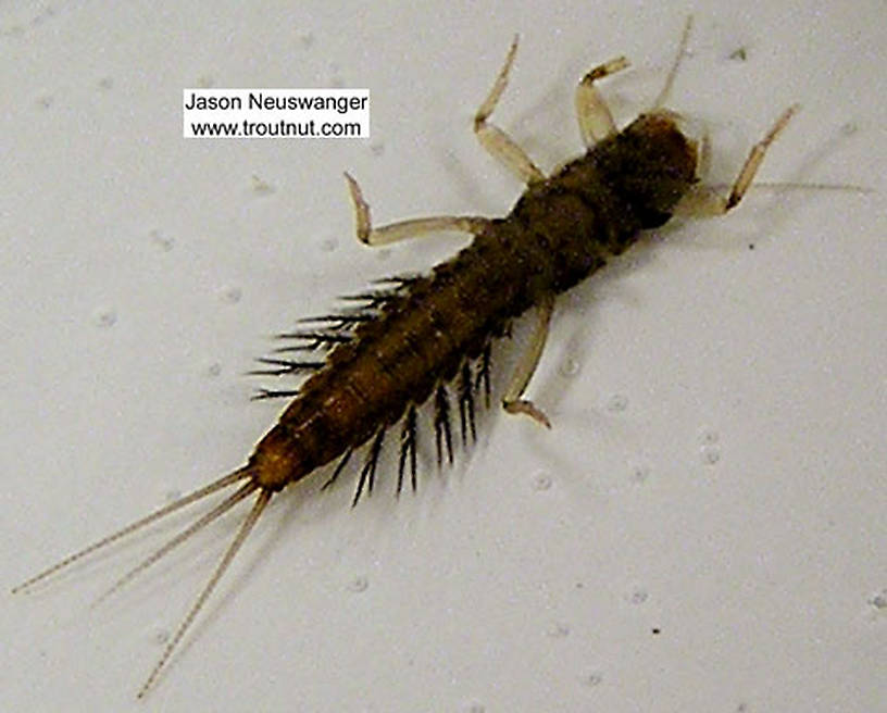 Paraleptophlebia (Blue Quills and Mahogany Duns) Mayfly Nymph from Big Brook in Wisconsin