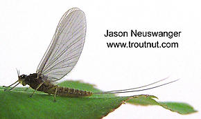 Female Baetidae (Blue-Winged Olives) Mayfly Dun