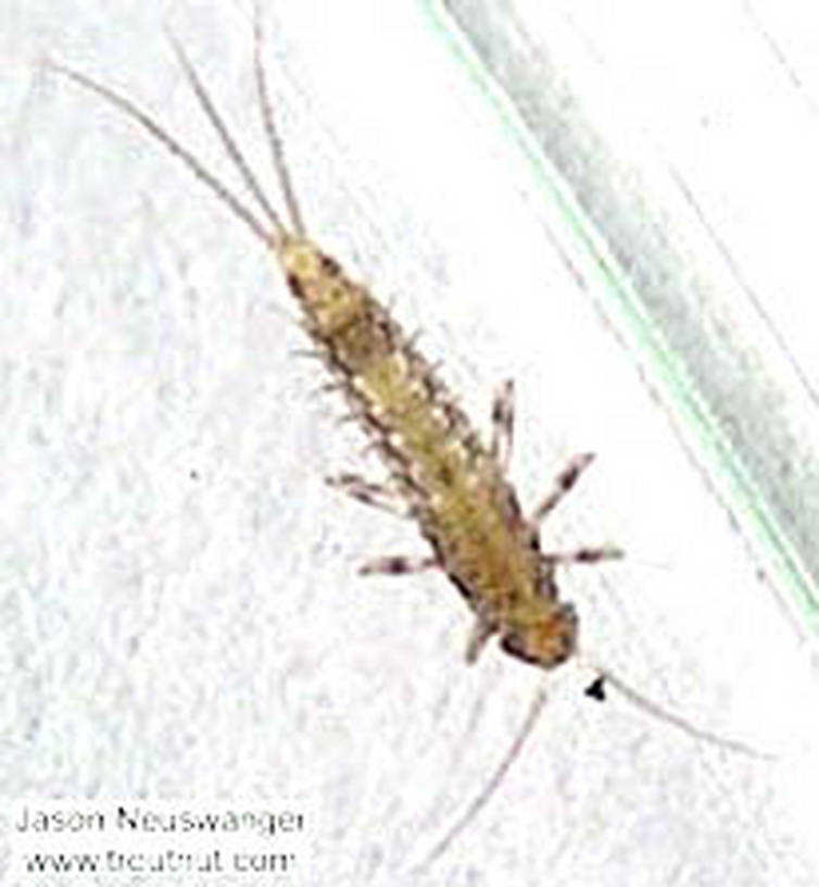 Baetidae (Blue-Winged Olives) Mayfly Nymph from the Namekagon River in Wisconsin