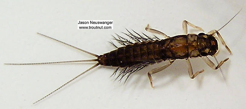 Paraleptophlebia (Blue Quills and Mahogany Duns) Mayfly Nymph from unknown in Wisconsin