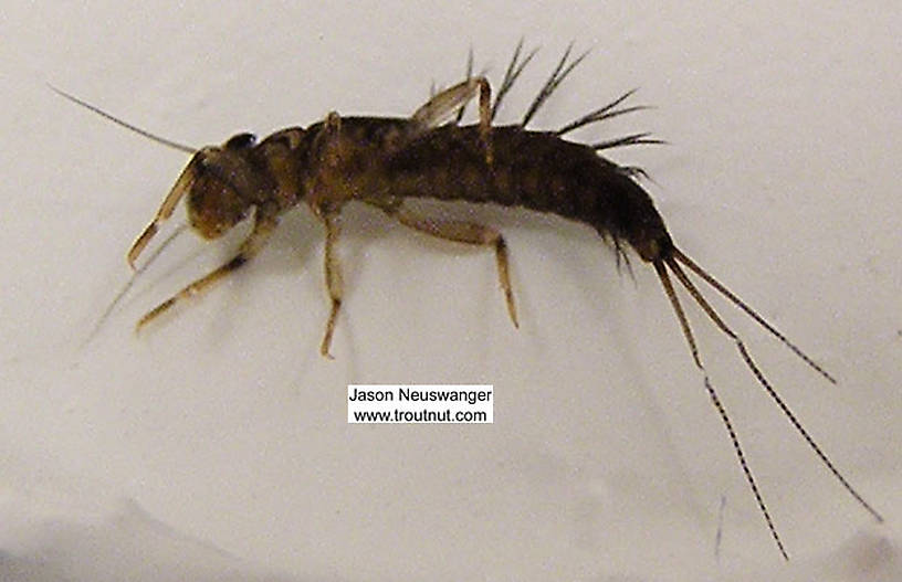 Paraleptophlebia (Blue Quills and Mahogany Duns) Mayfly Nymph from unknown in Wisconsin